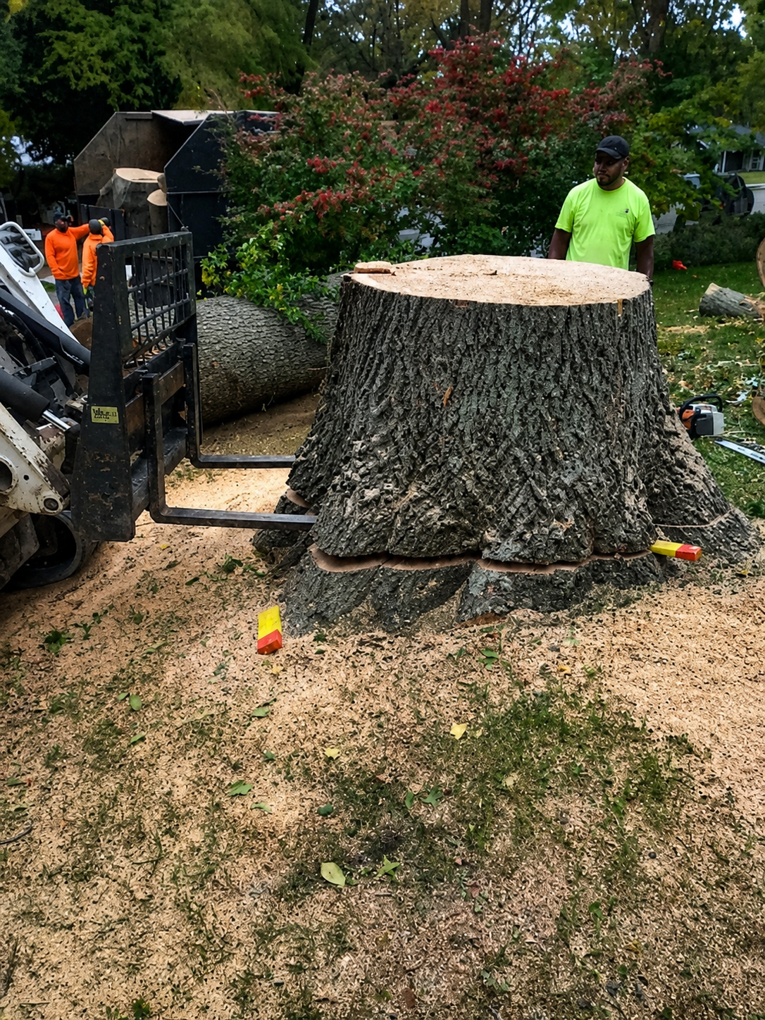 Large stump removal job